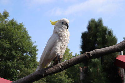 Bird perching on a tree