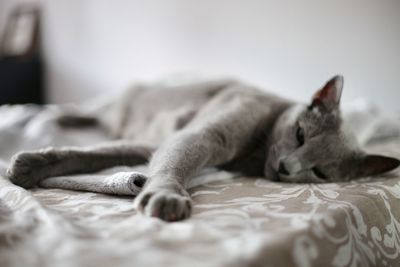 Close-up of cat lying on bed