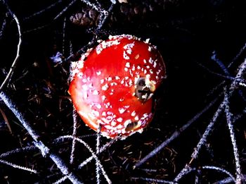 Close-up of fly agaric mushroom