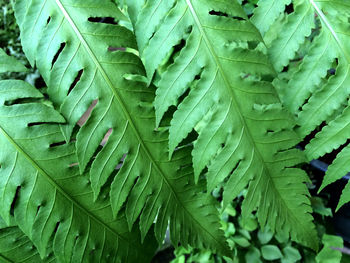 Full frame shot of green leaves