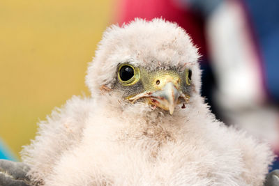 Close-up of cute kestrel nestling being ringed