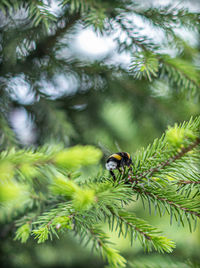 Close-up of insect on tree