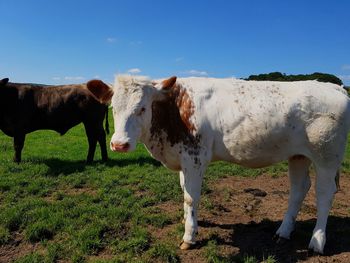 Cows standing on field against sky