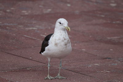 Close-up of seagull perching on wall