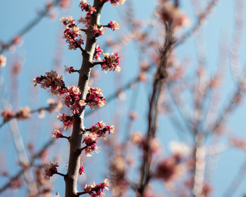 Low angle view of cherry blossom