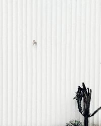 View of an animal on wall