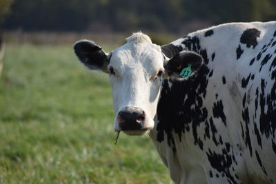 Holstein cow in a field looking at the camera.