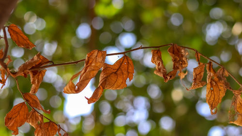 Close-up of autumnal leaves against blurred background