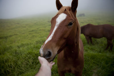 Horses on field