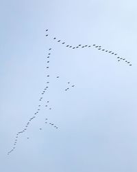 Low angle view of birds flying in the sky