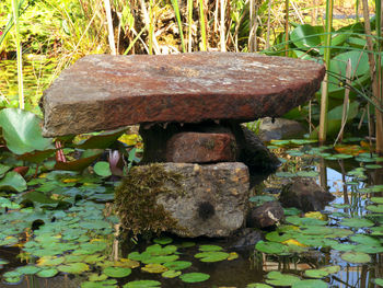 Close-up of fresh plants in water