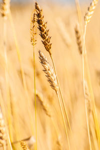 Close-up of wheat field