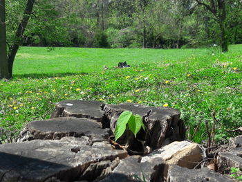 View of sheep on rock