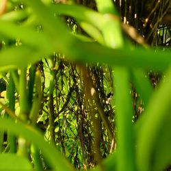 Full frame shot of plants