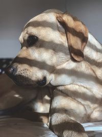 Close-up of dog sleeping on bed at home