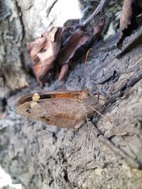 Close-up of insect on tree trunk