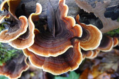 Close-up of a mushrooms