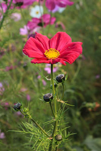 Close-up of pink flowering plant