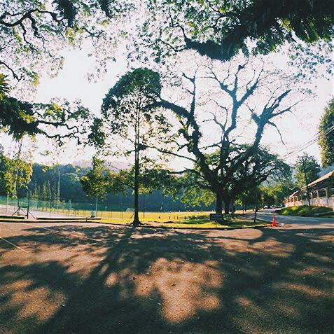 tree, shadow, road, sunlight, street, branch, the way forward, tree trunk, tranquility, growth, park - man made space, incidental people, transportation, footpath, nature, empty, day, tranquil scene, park, outdoors