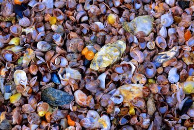 Full frame shot of pebbles on beach