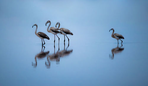 Low angle view of birds walking in water