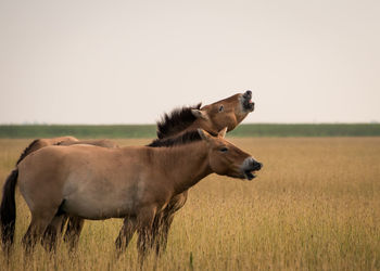 Wild horses standing on grassy landscape against clear sky
