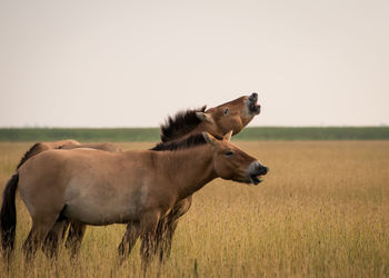 Horses on field against clear sky