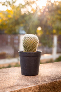 Close-up of cactus plant in park