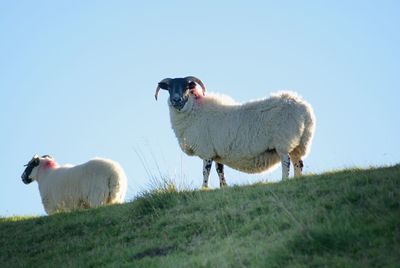 Side view of sheep standing on hill against clear sky