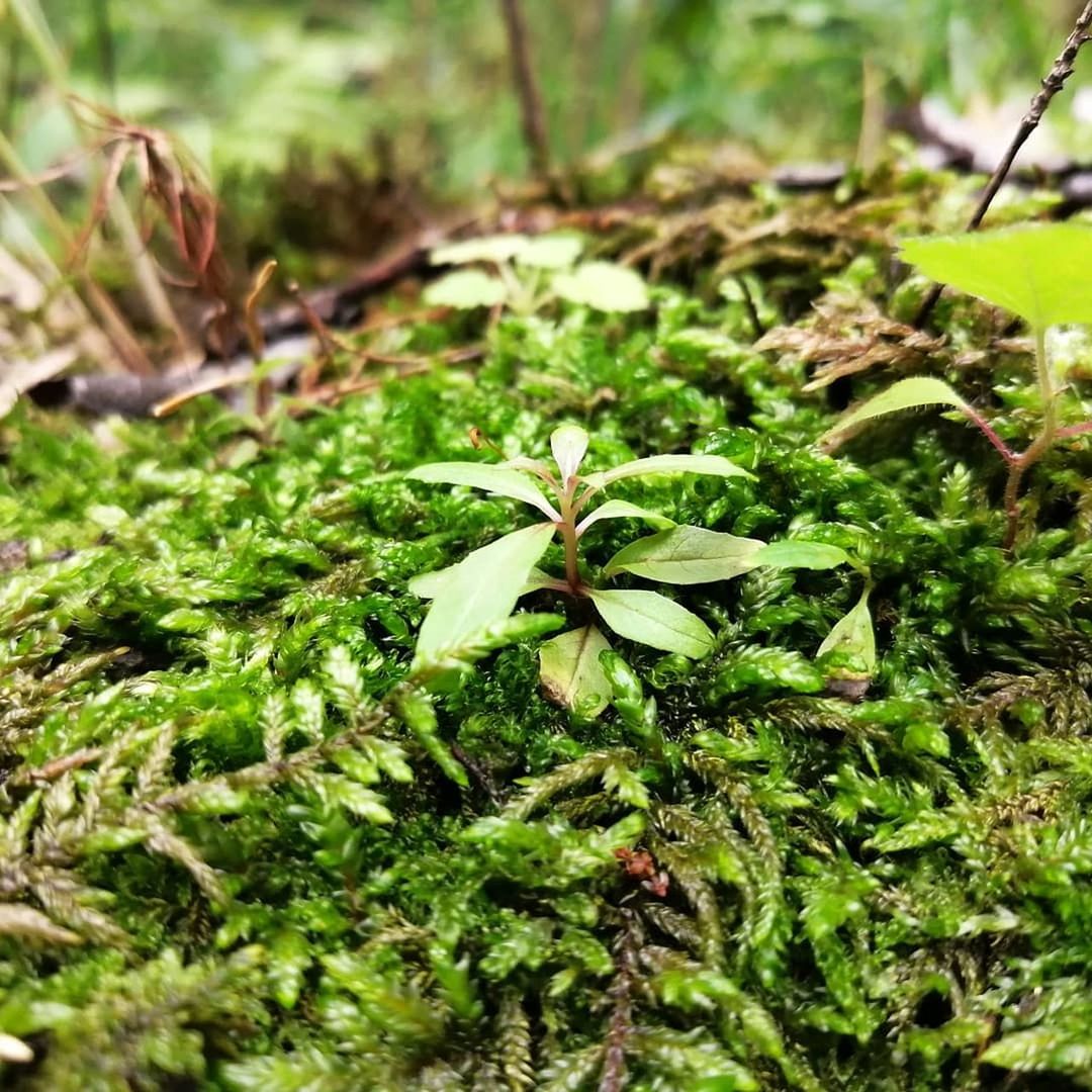 plant, green, moss, growth, nature, no people, non-vascular land plant, day, forest, plant part, beauty in nature, leaf, flower, tree, woodland, land, close-up, vegetation, rainforest, outdoors, focus on foreground, soil, selective focus, natural environment, food, field, shrub, food and drink, freshness, tranquility