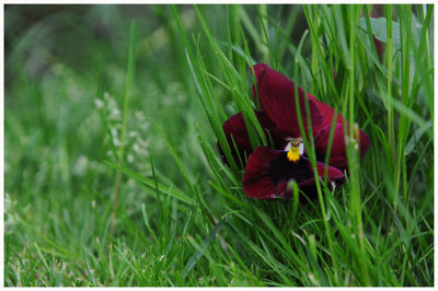Close-up of insect on red flower blooming in field