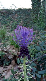 Close-up of purple flowering plant on field
