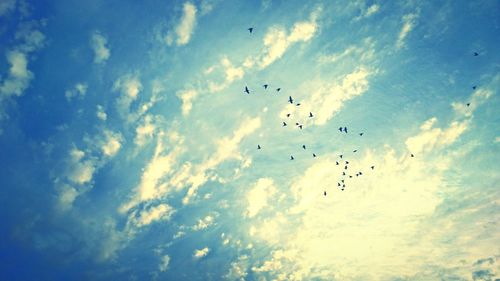 Low angle view of bird flying in sky