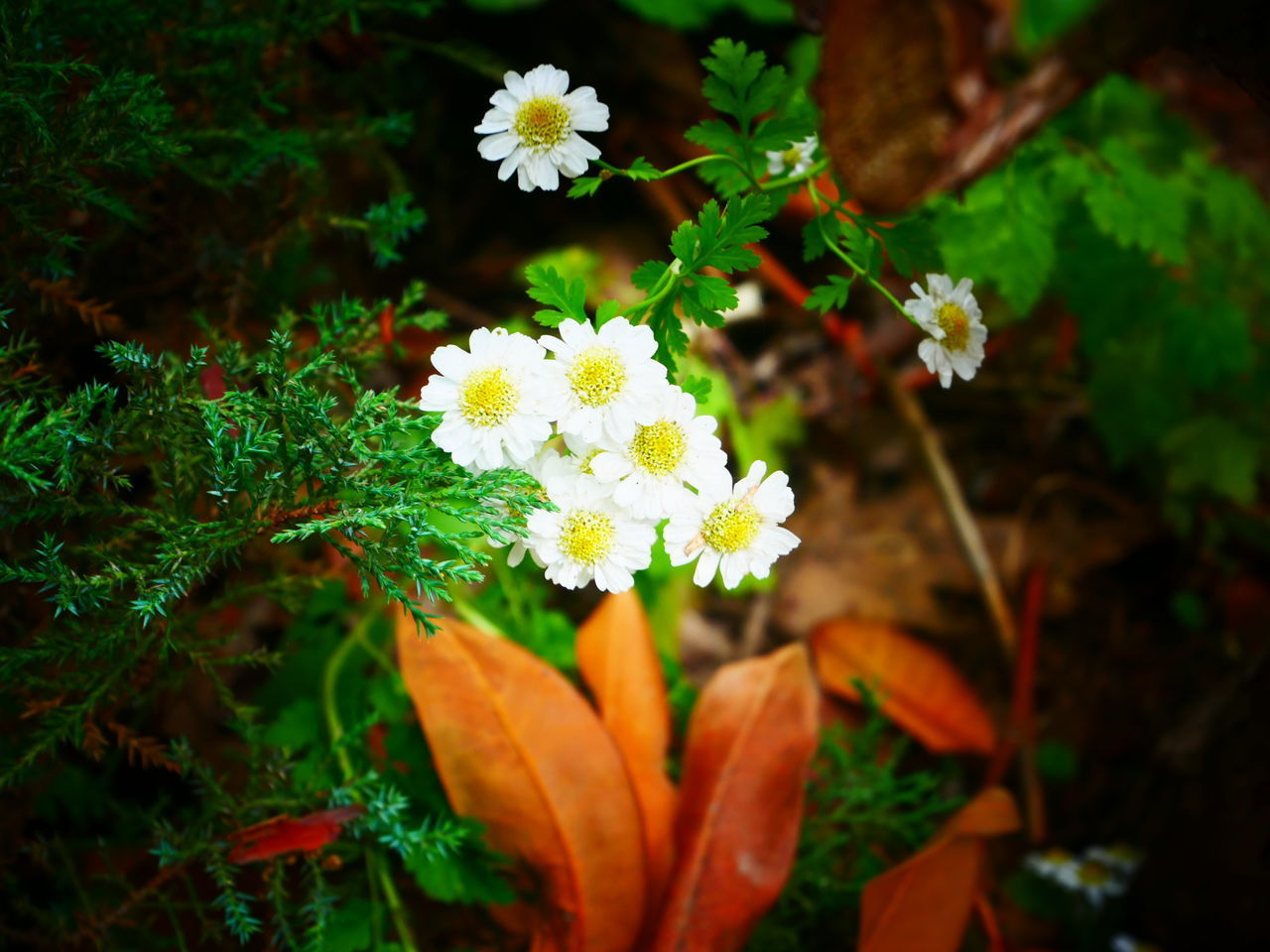 CLOSE-UP OF FLOWERING PLANTS