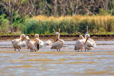 Flock of birds in the lake