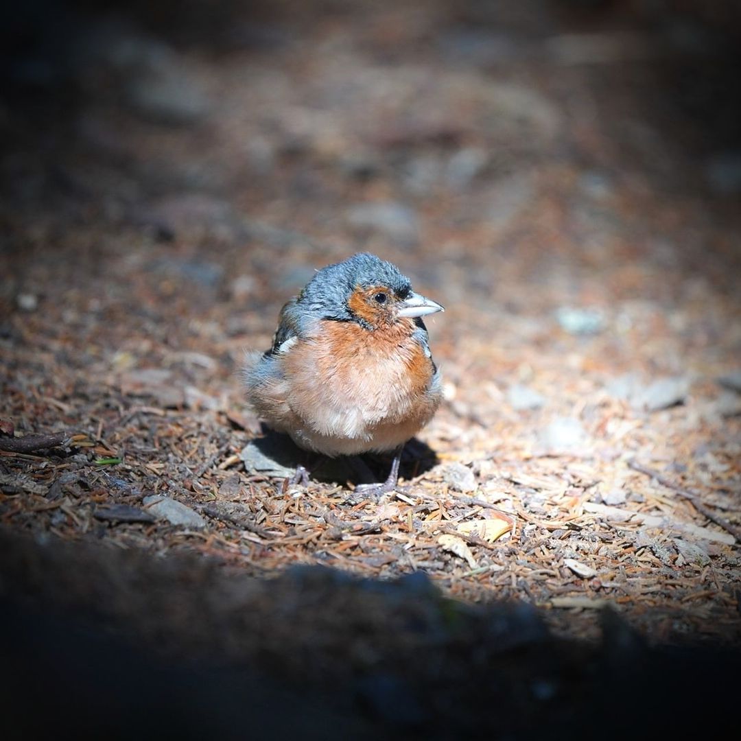 animal themes, animal, animal wildlife, close-up, bird, nature, one animal, wildlife, macro photography, no people, selective focus, beak, full length, sparrow, sunbeam, portrait, sunlight, copy space, outdoors, day, branch, focus on foreground, blue, looking at camera, perching, land, songbird, field, young animal, surface level