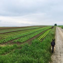 Scenic view of field against cloudy sky