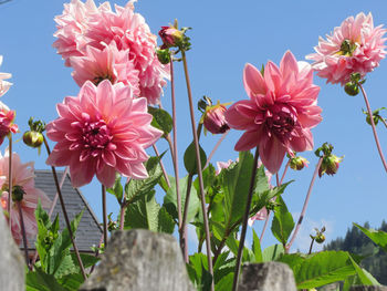 Low angle view of pink flowering plants against sky