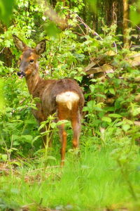 Portrait of a deer in forest