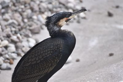 Close-up of bird on land