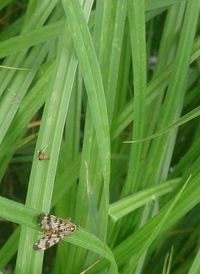 Close-up of insect on grass