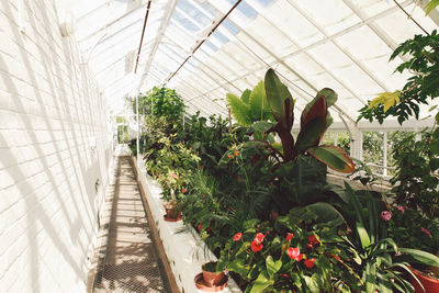 Plants growing in greenhouse