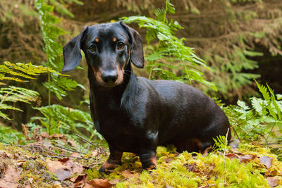 Portrait of black dog standing against plants