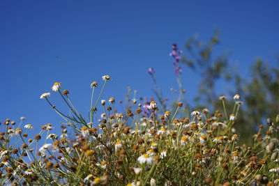 Close-up of purple flowering plants on field against clear blue sky