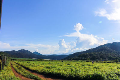 Scenic view of field against sky