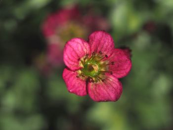 Close-up of pink flower