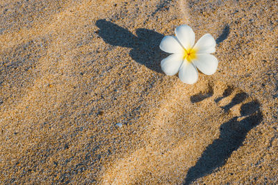 High angle view of white flower on sand