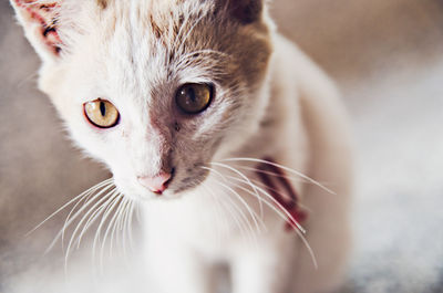 Close-up portrait of cat