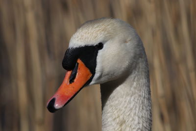 Close-up of swan