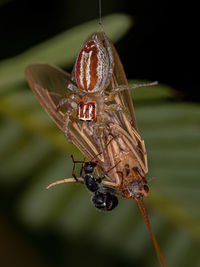 Close-up of insect on plant